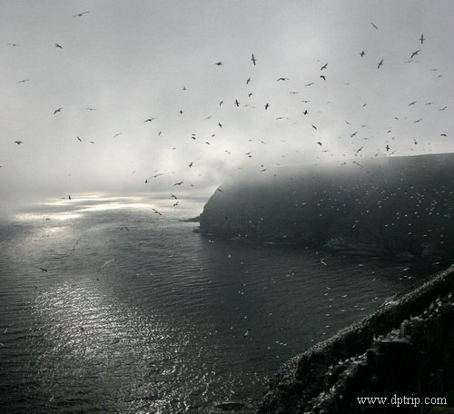 11_Cape St. Mary's013 